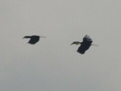 Rhyticeros undulatus