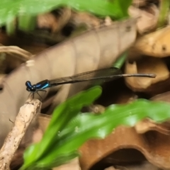 Prodasineura collaris