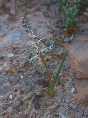 Ledebouria apertiflora