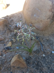 Ledebouria apertiflora