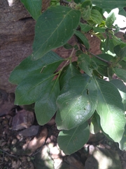 Ficus abutilifolia