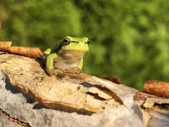 Hyla arborea