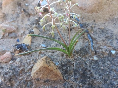 Image of Ledebouria apertiflora by (c) Brian du Preez, some rights reserved (CC BY-SA)
