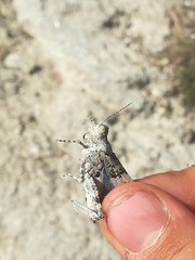 Sphingonotus caerulans