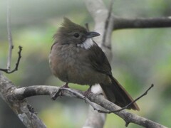 Alophoixus ochraceus