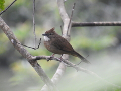 Alophoixus ochraceus