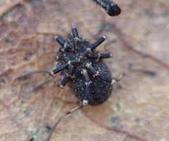 Egaenus convexus