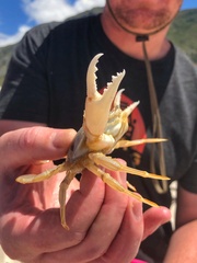 Ovalipes trimaculatus