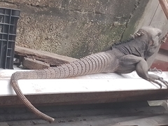 Ctenosaura acanthura