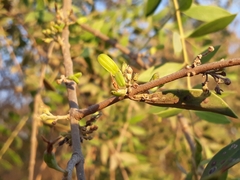 Aspidosperma quebracho-blanco