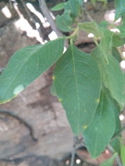 Ficus ingens