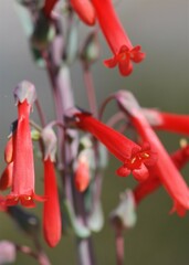 Penstemon centranthifolius