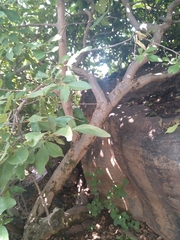 Ficus ingens
