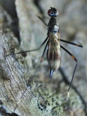 Rainieria calceata