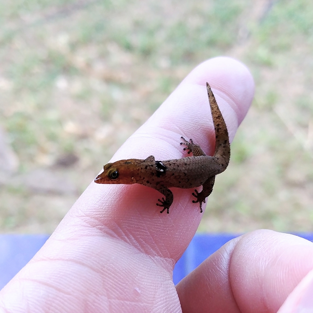 Isla Vieques Dwarf Gecko