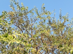 Aspidosperma quebracho-blanco