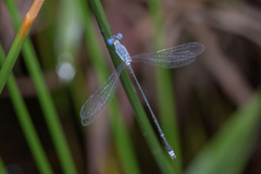 Lestes praemorsus
