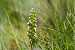 Disperis cardiophora
