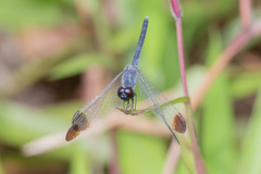 Diplacodes nebulosa