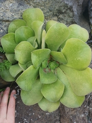 Aeonium canariense subsp. christii image