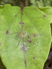 Thaumasia