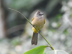 Pycnonotus flavescens