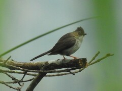 Staphida castaniceps