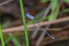 Lestes praemorsus