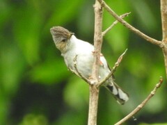 Staphida castaniceps