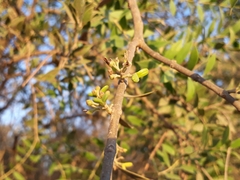 Aspidosperma quebracho-blanco