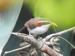 Pomatorhinus schisticeps