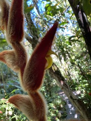 Heliconia vellerigera