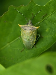 Arvelius albopunctatus