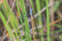 Lestes praemorsus