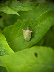 Arvelius albopunctatus