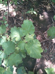 Hibiscus calyphyllus