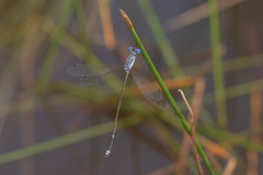 Lestes praemorsus