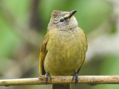 Pycnonotus flavescens