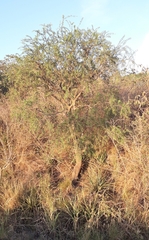 Aspidosperma quebracho-blanco