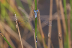Lestes praemorsus