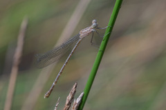 Lestes praemorsus