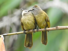 Pycnonotus flavescens