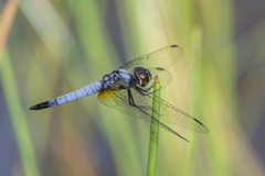 Aethriamanta gracilis