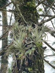 Tillandsia gardneri