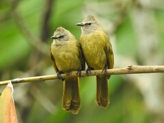 Pycnonotus flavescens