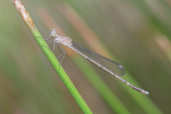 Lestes praemorsus
