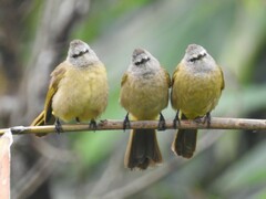 Pycnonotus flavescens