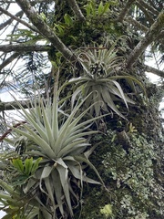 Tillandsia gardneri