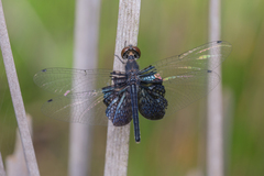 Rhyothemis triangularis