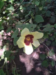 Hibiscus calyphyllus